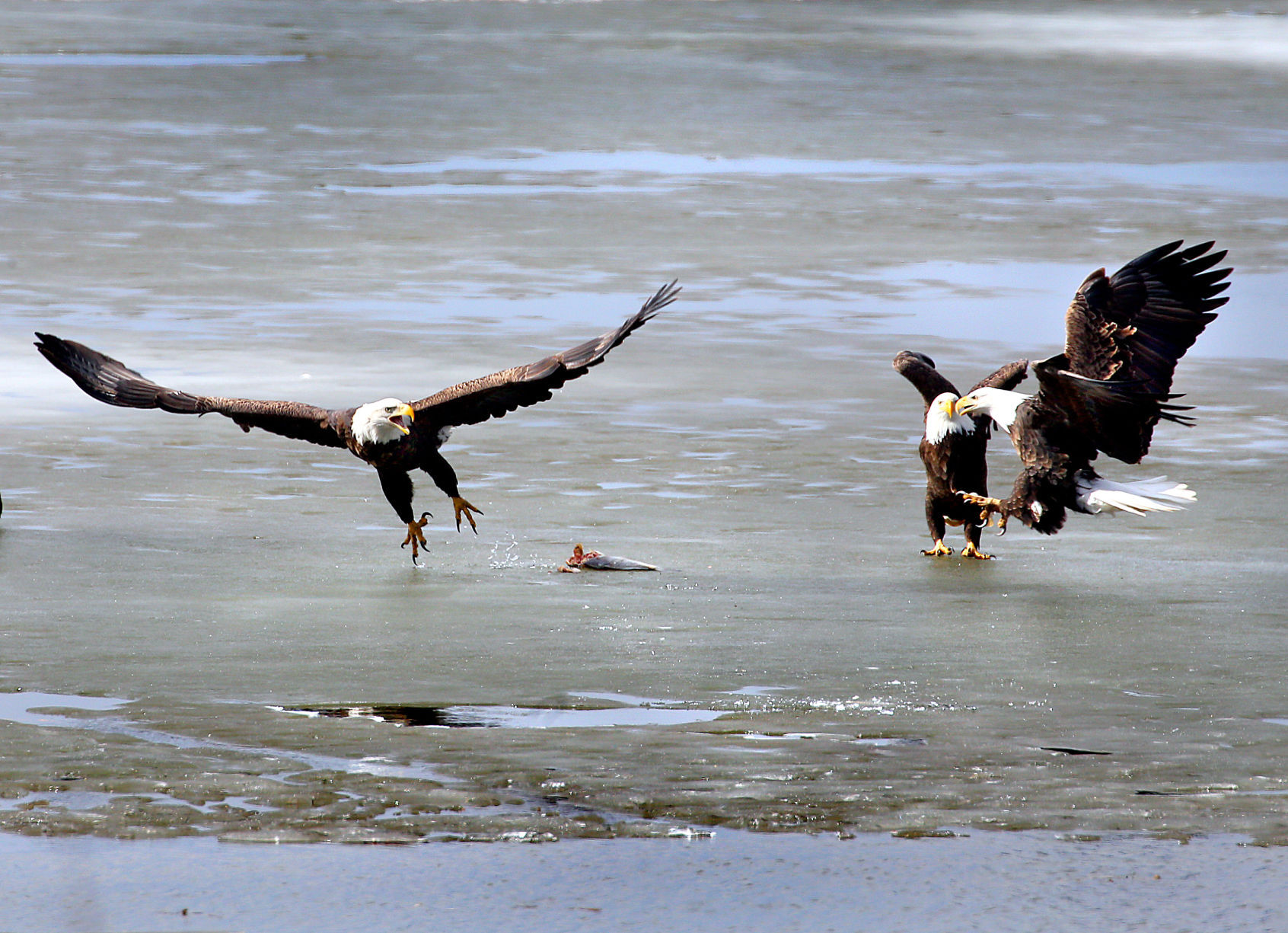 Mississippi River eagles